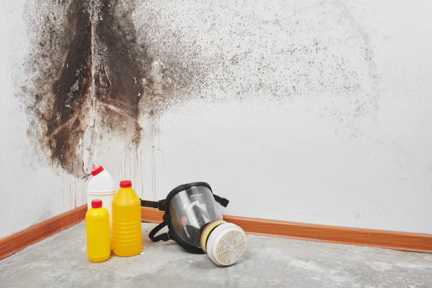 Best Residential Mold Removal  in Wauregan, CT