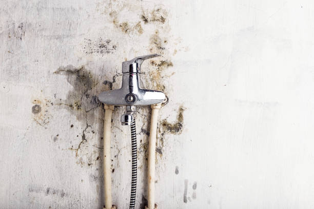 Best Mold Remediation  in Wauregan, CT