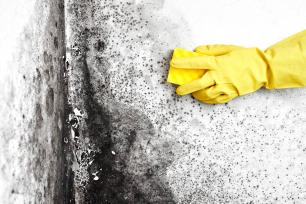 Best Certified Mold Removal  in Wauregan, CT