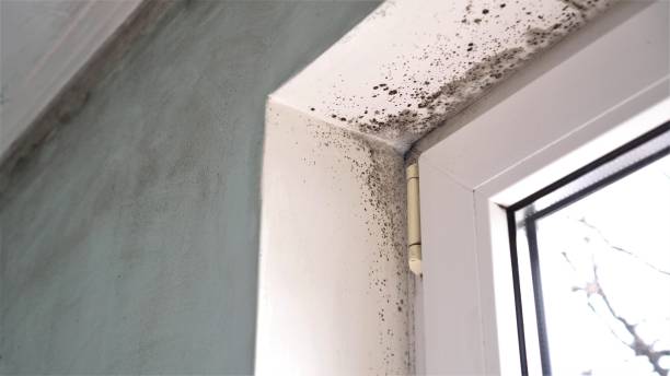 Best Best Mold Removal Companies  in Wauregan, CT