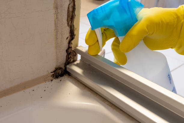 Best Toxic Mold Removal  in Wauregan, CT