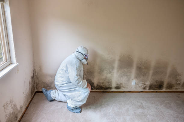 Best Commercial Mold Removal  in Wauregan, CT