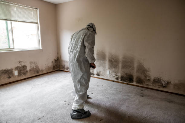 Best Attic Mold Removal  in Wauregan, CT