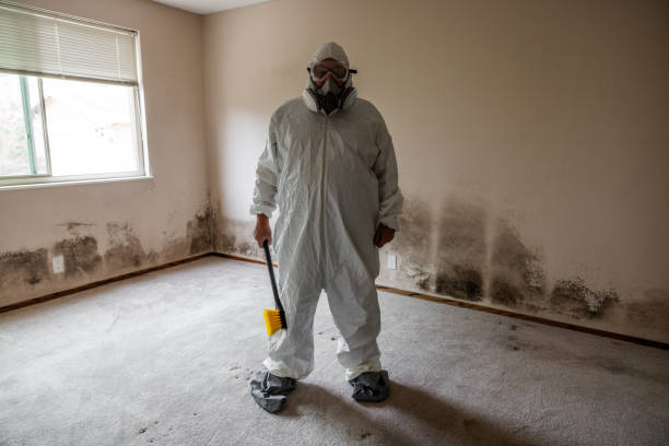 Certified Mold Removal in Wauregan, CT
