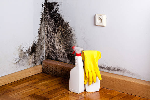 Attic Mold Removal in Wauregan, CT