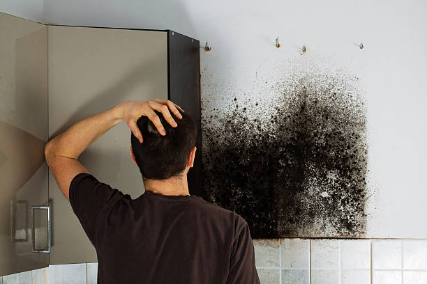 Best Mold Removal Company Near Me  in Wauregan, CT