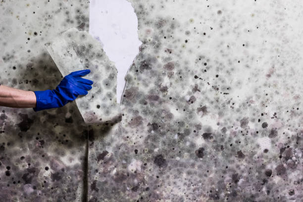 Best Local Mold Removal Service  in Wauregan, CT