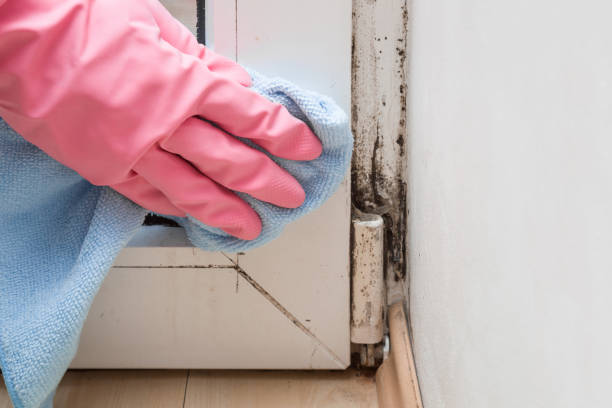 Best Water Damage Restoration  in Wauregan, CT